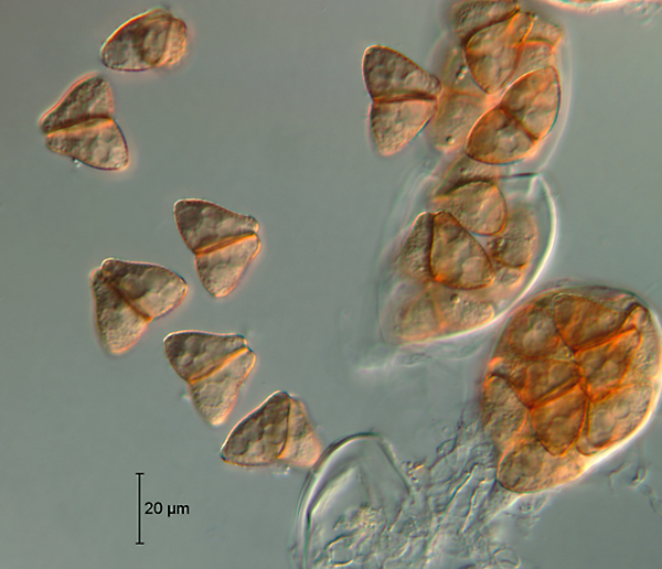 Представитель Семейства Argynnaceae